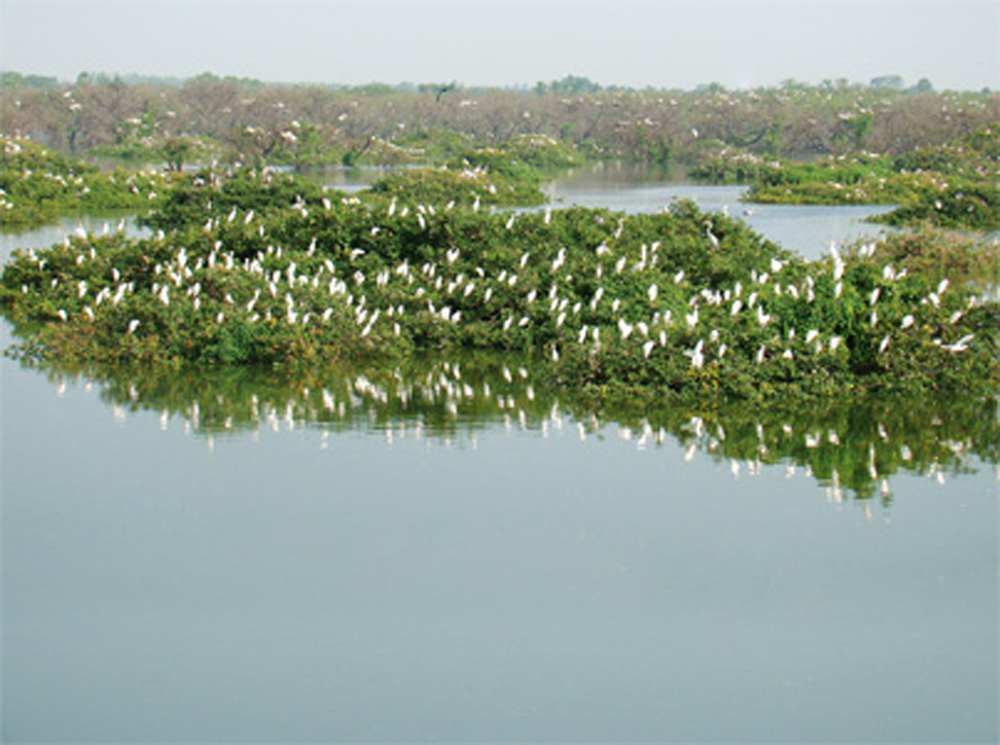 Vedanthangal Bird Sanctuary